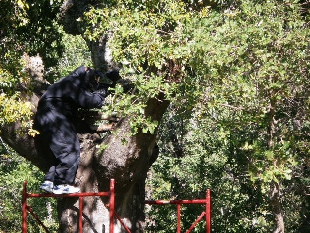 Subido en el árbol